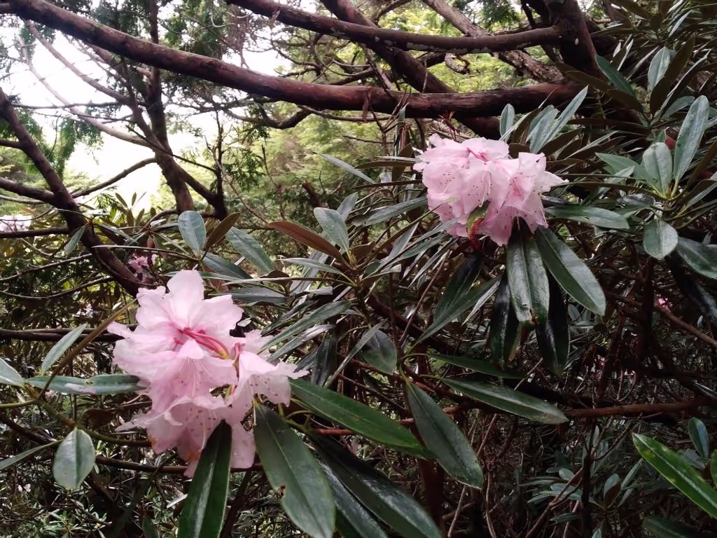 Mount Fuji Private Tour - Rhododendron flowers