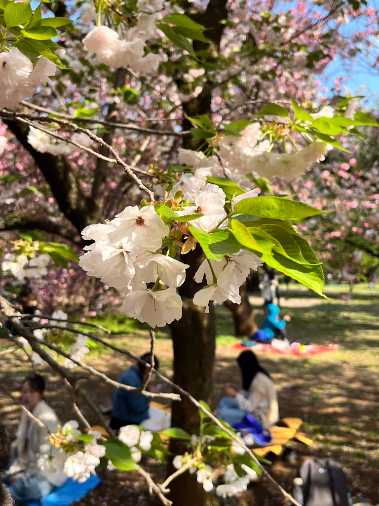 Tokyo Private Tour - Shinjuku Gyoen National Garden