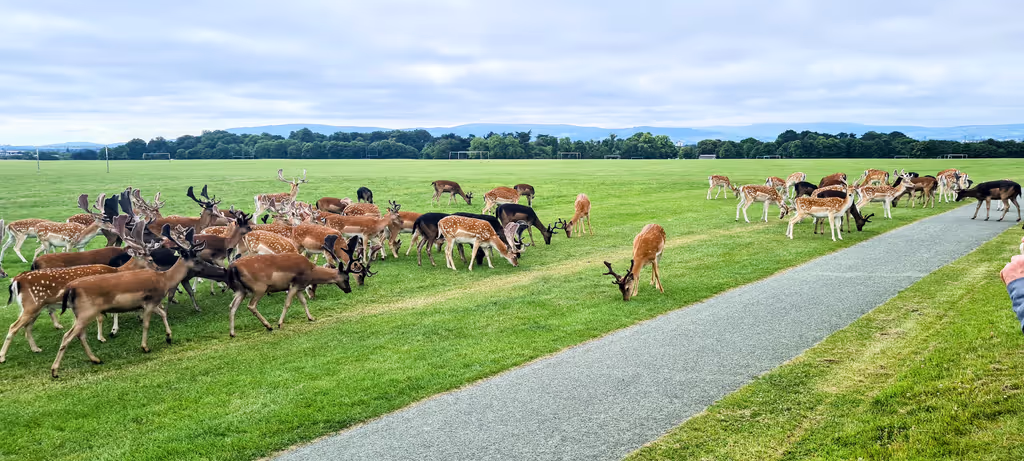 Dublin Private Tour - Fallow Deer, Dublin