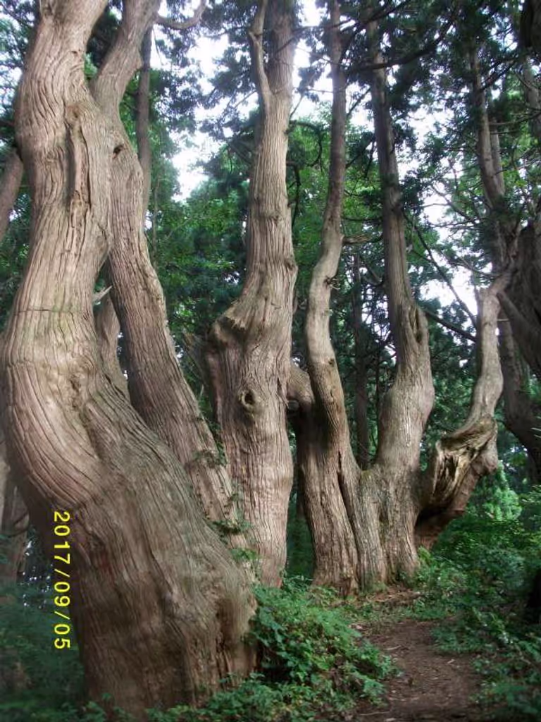 Yamagata Private Tour - Funny-shaped Curved Cedar Trees