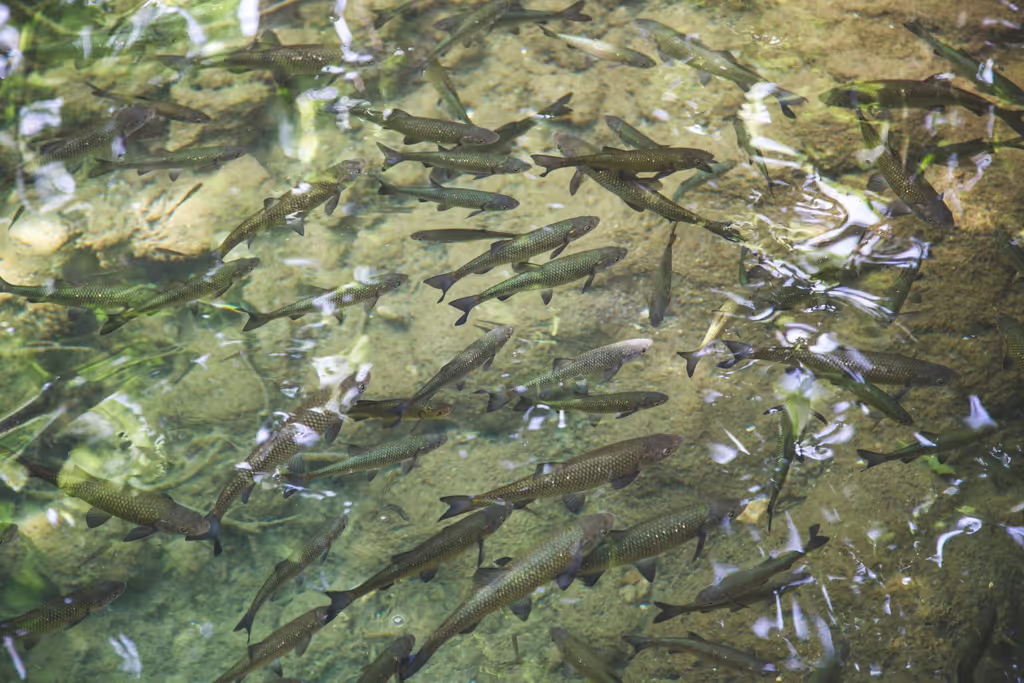 Split Private Tour - Fish in Crystal-Clear, Drinkable Krka river