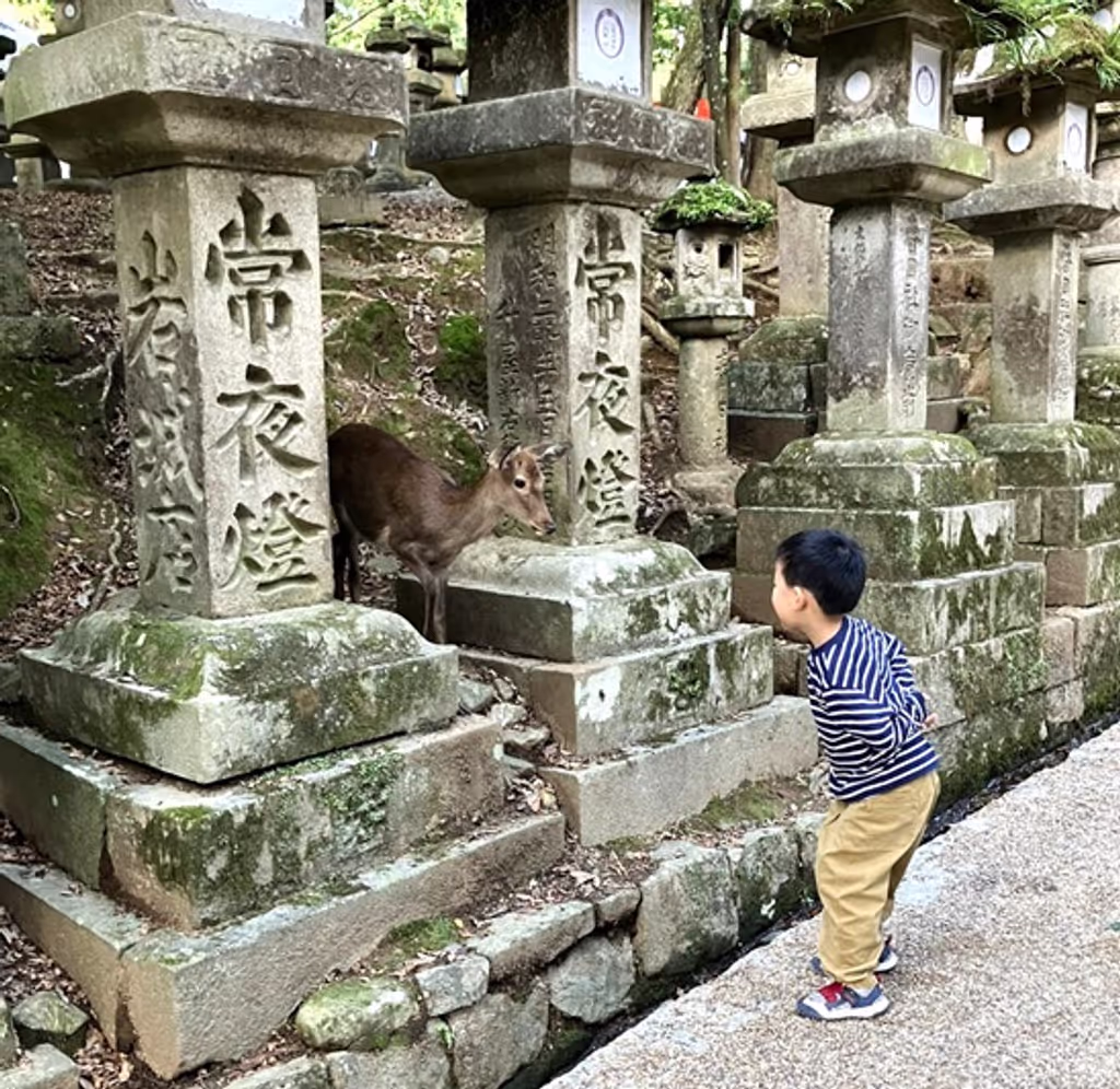 Nara Private Tour - Approach to Kasuga Taisya Shrine