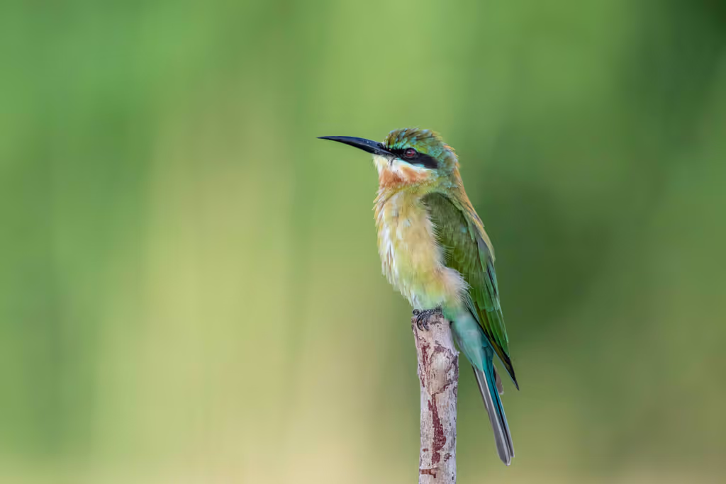 Phuket Private Tour - Blue-tailed bee-eater
