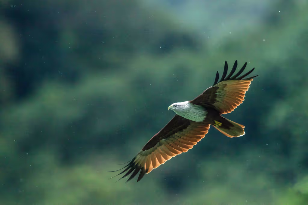 Phuket Private Tour - Brahminy Kite