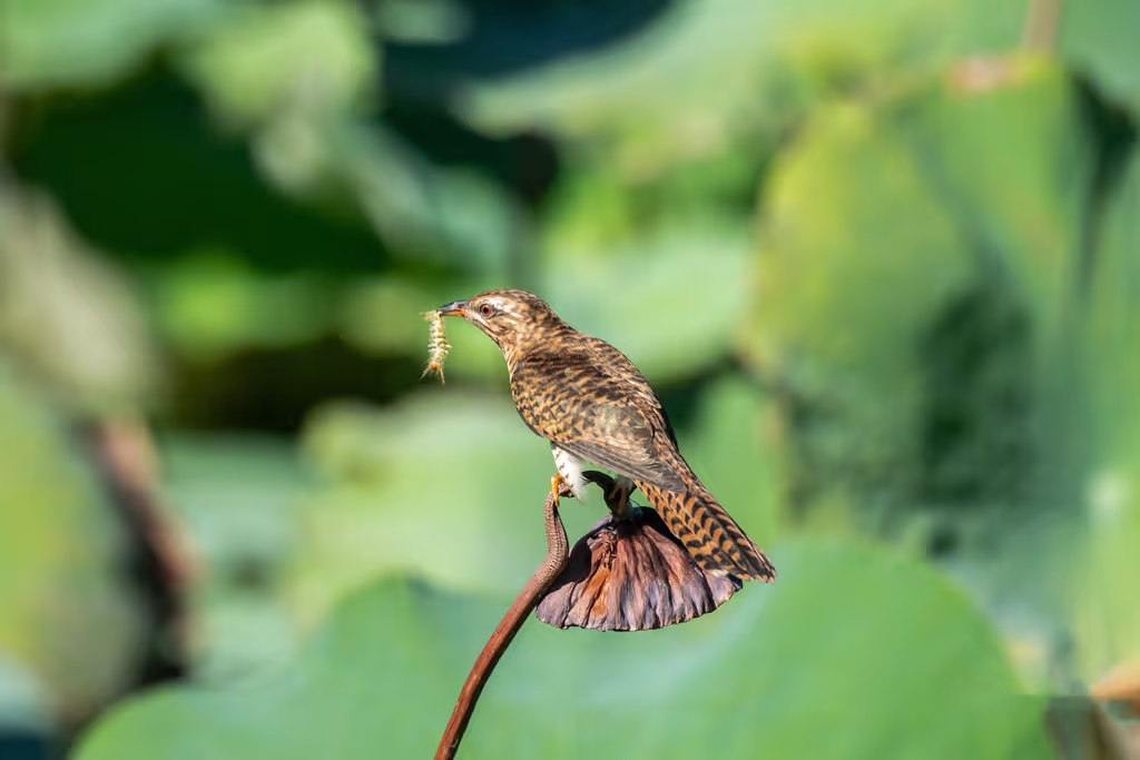 Phuket Private Tour - Plaintive cuckoo in a lotus pond