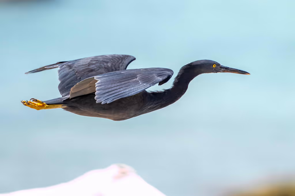 Phuket Private Tour - Pacific Reef-Egret