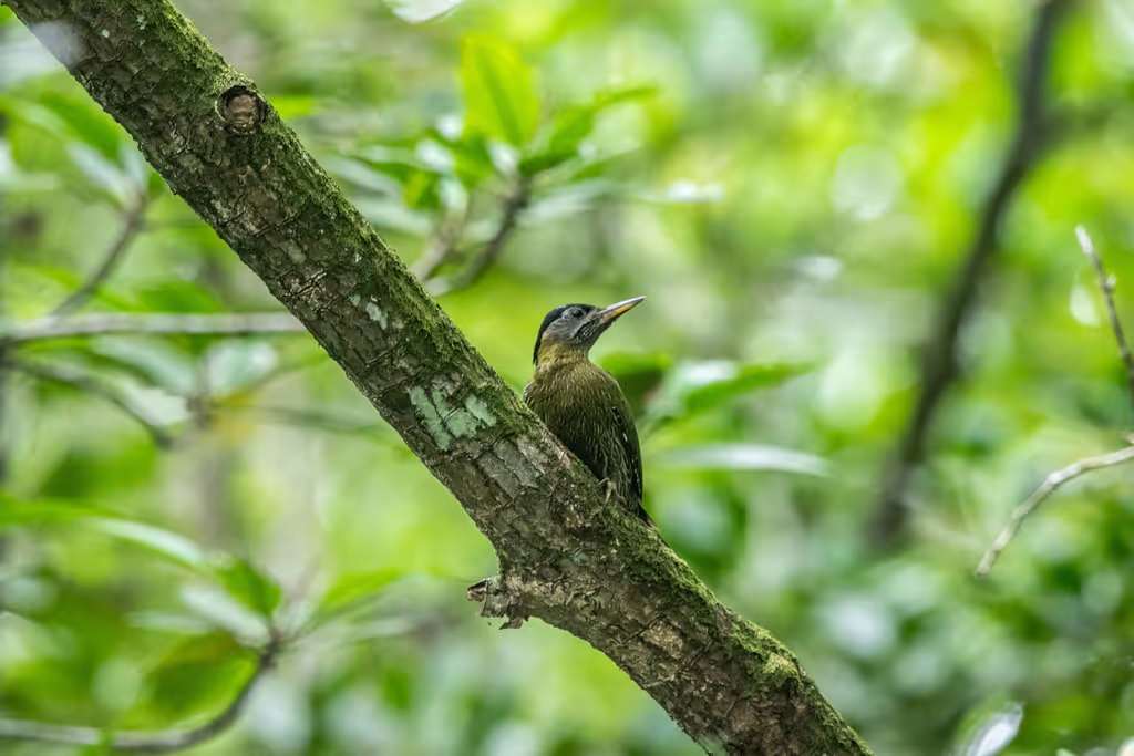 Phuket Private Tour - In the mangrove forest, there are 3-4 species of w