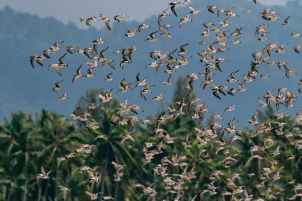 Phuket Private Tour - Hundreds of Lesser Sand Plovers