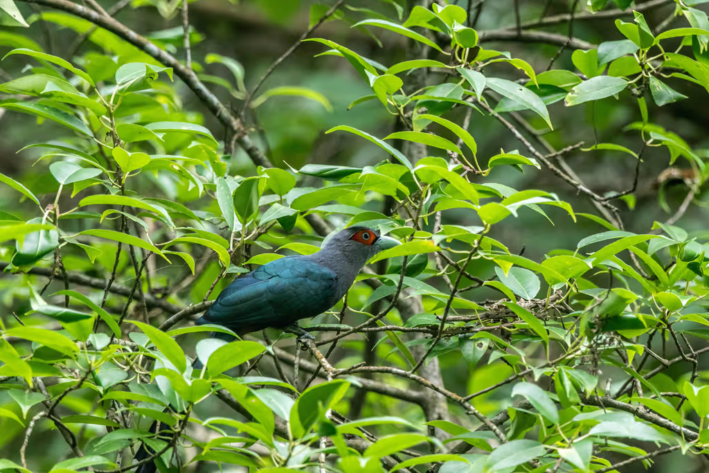 Phuket Private Tour - Black-bellied Malkoha likes to forage for insects