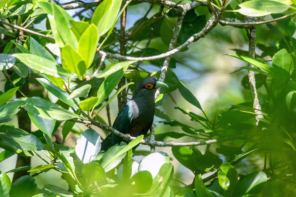 Phuket Private Tour - Black-bellied Malkoha likes to forage for insects