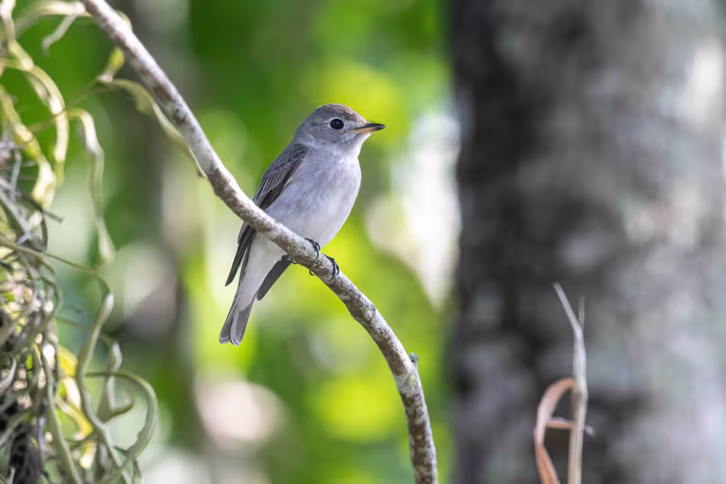 Phuket Private Tour - The Asian Brown Flycatcher is a common migratory b