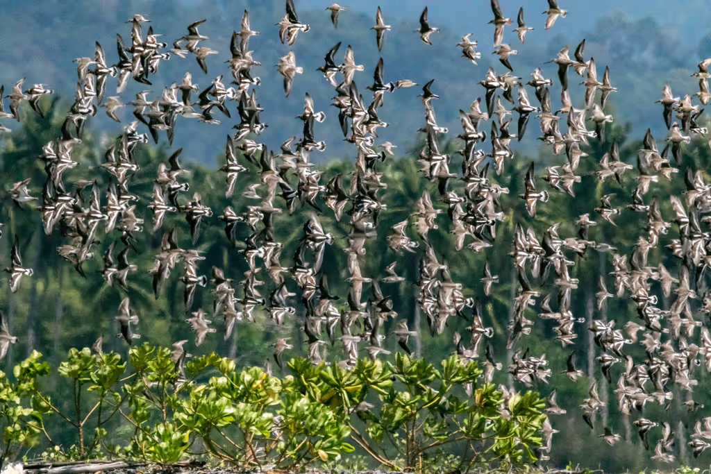 Phuket Private Tour - Hundreds of Lesser Sand Plovers