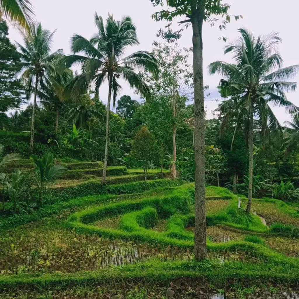Lombok Private Tour - rice teracces