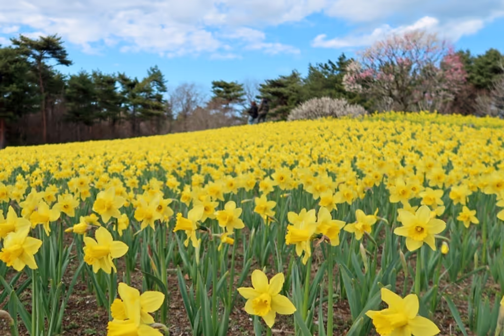 Ibaraki Private Tour - Hirachi seaside park
