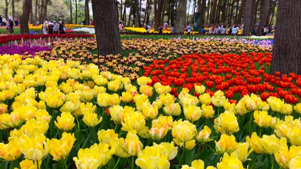 Ibaraki Private Tour - Hitachi seaside park(Middle to the end of April)