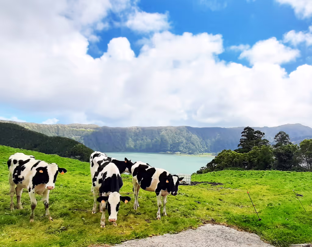 Ponta Delgada Private Tour - Happy cows