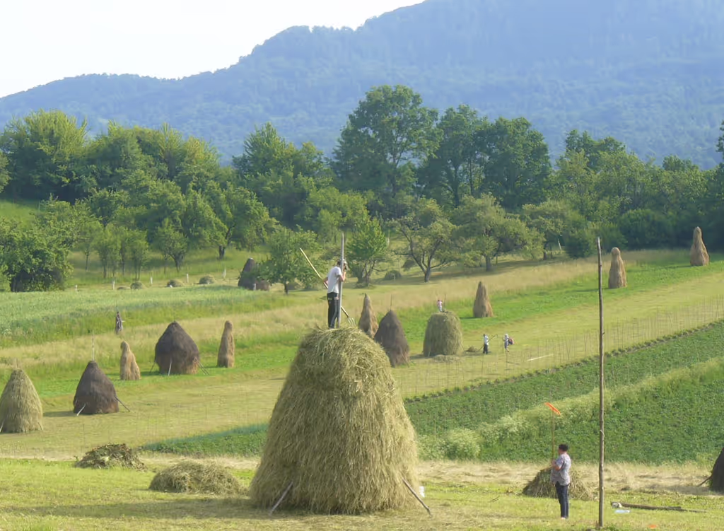 Cluj Private Tour - Traditional hay making near Breb