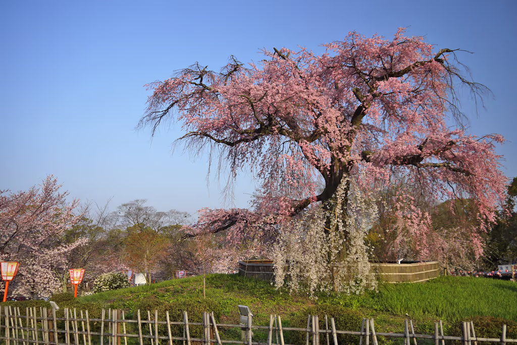 Kyoto Private Tour - Maruyama Park