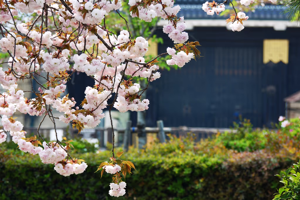 Kyoto Private Tour - Nijyo Castle