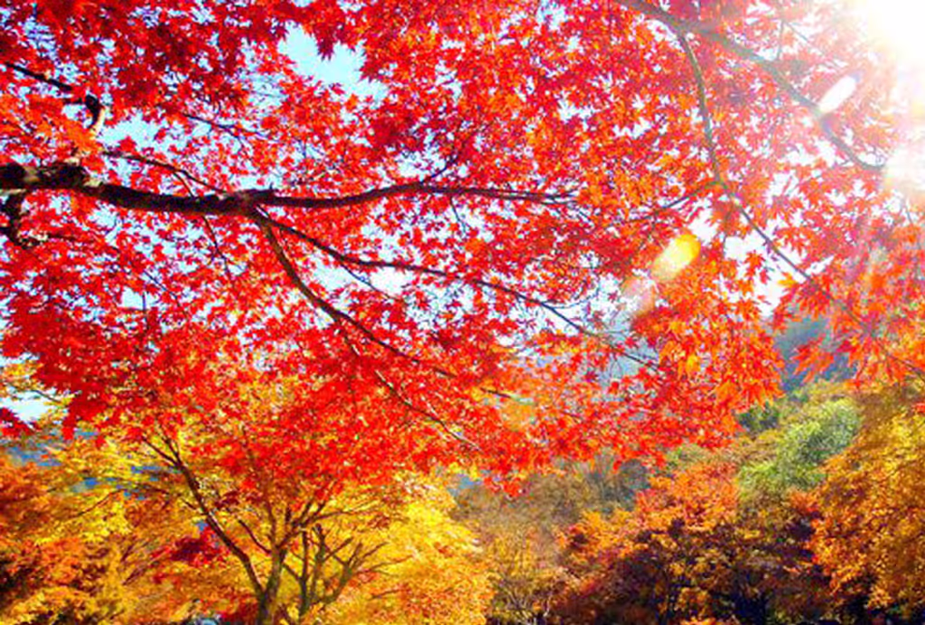 Seoul Private Tour - 