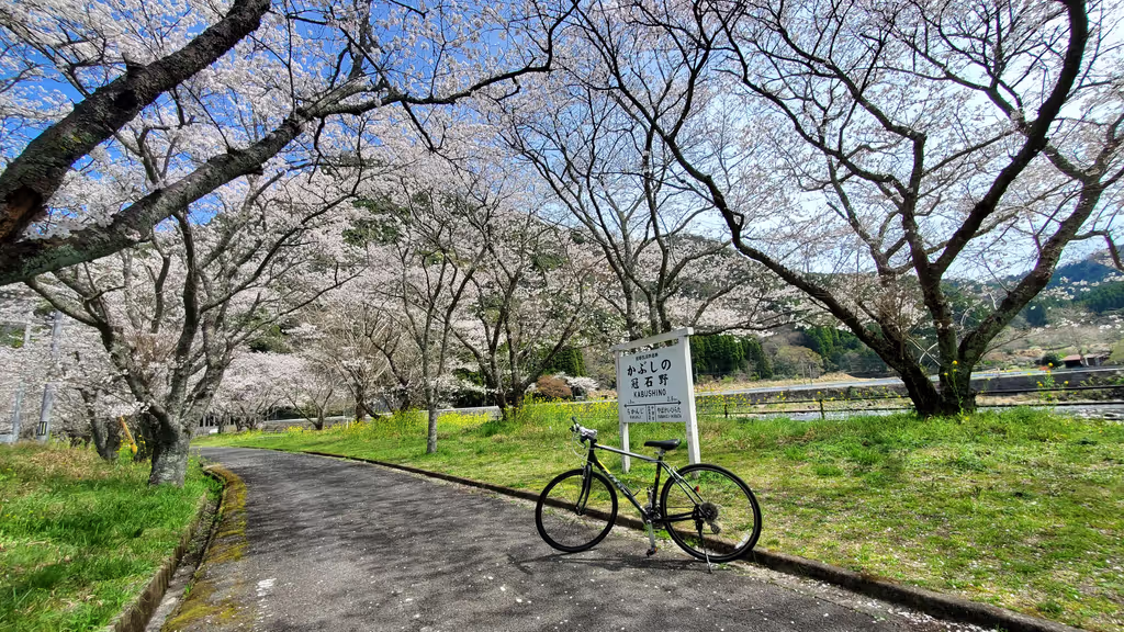 Oita Private Tour - Cherry Blossom (photo in April)
