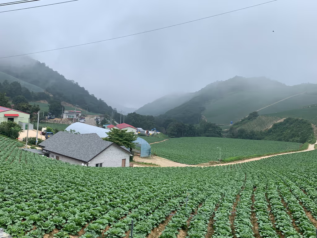 Seoul Private Tour - A view of the Cabbage field at the Anbandegi