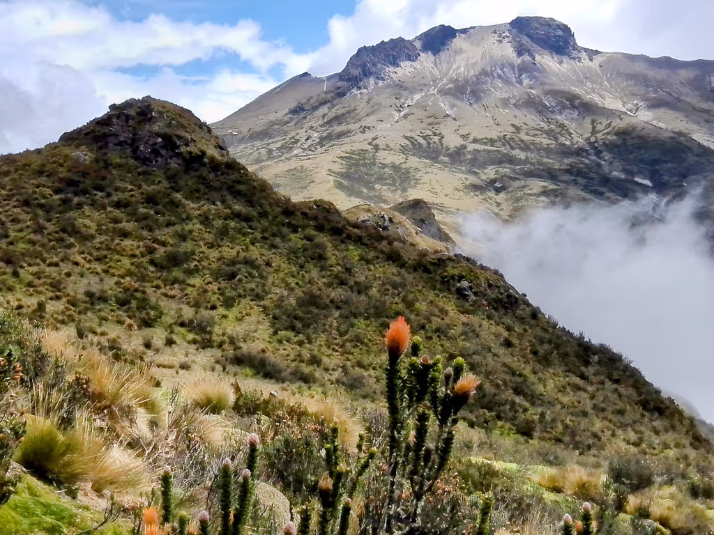 Quito Private Tour - Chuquiragua with Guagua Pichincha behind