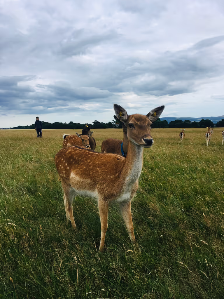 Dublin Private Tour - Phoenix park