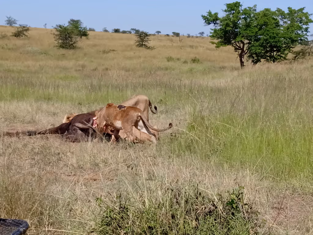 Arusha Private Tour - Lions feeding on Buffalo in Serengeti