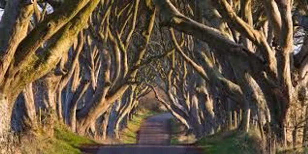 Dublin Private Tour - Dark Hedges