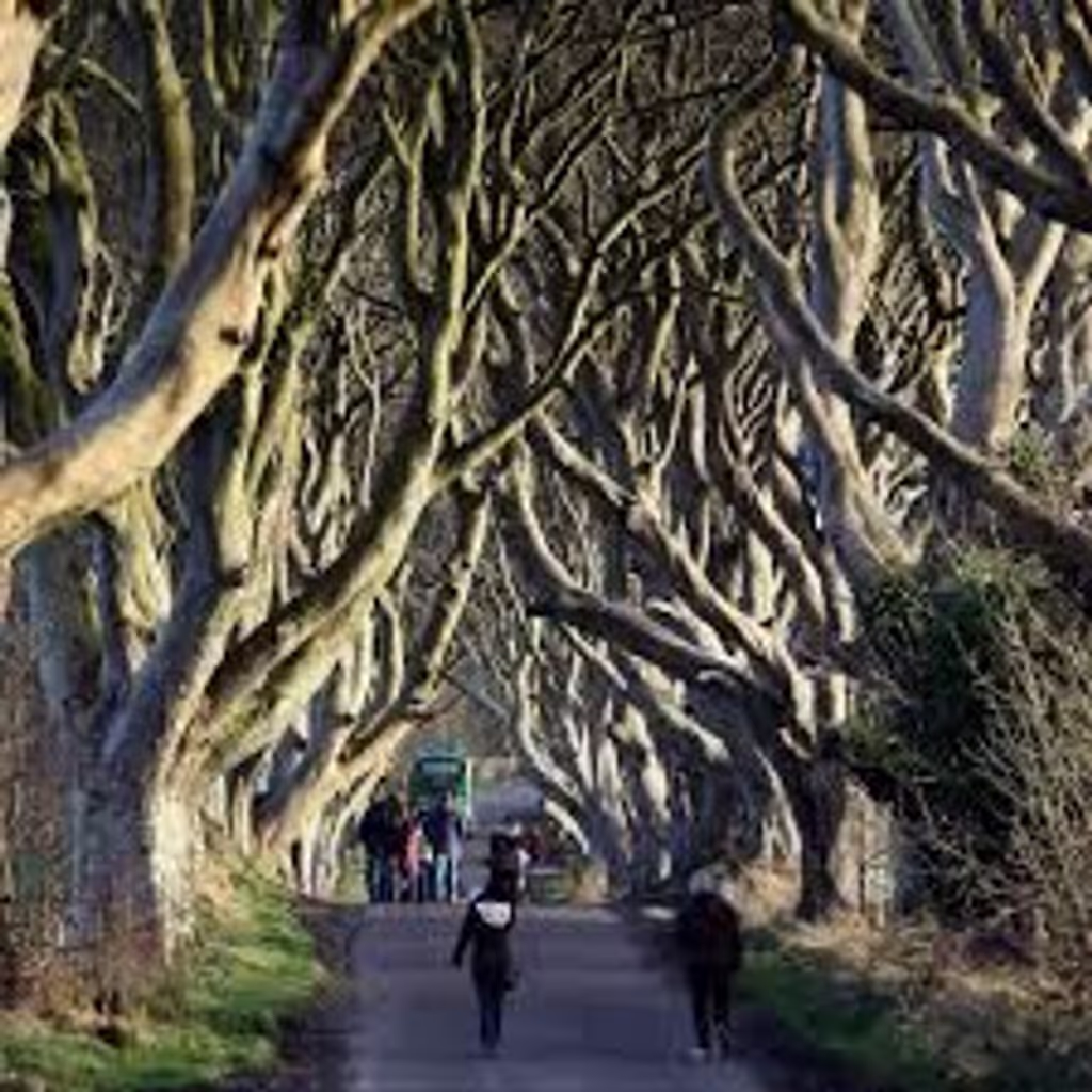 Dublin Private Tour - Dark Hedges