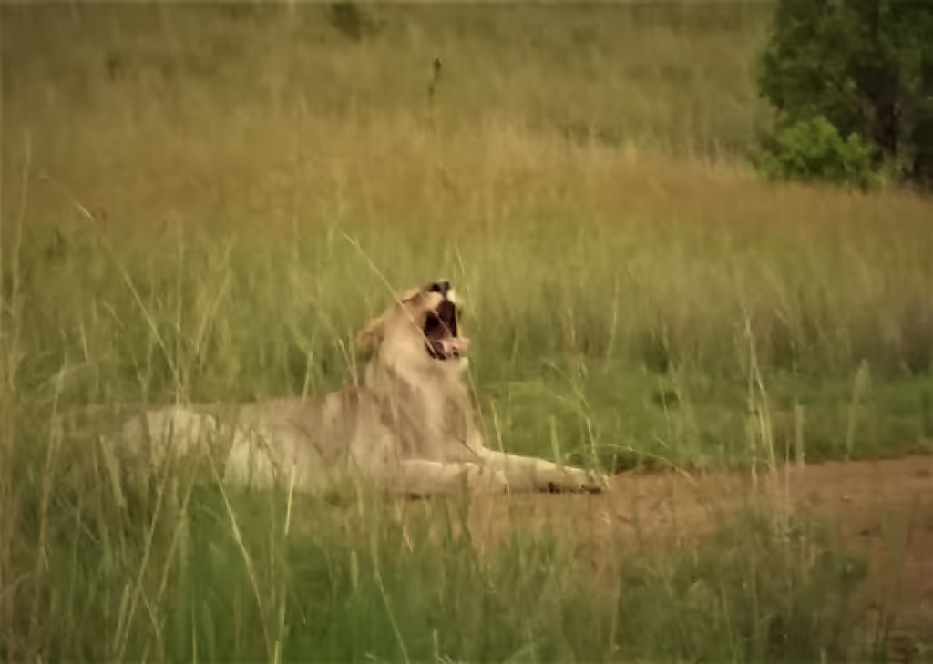 Johannesburg Private Tour - Lion