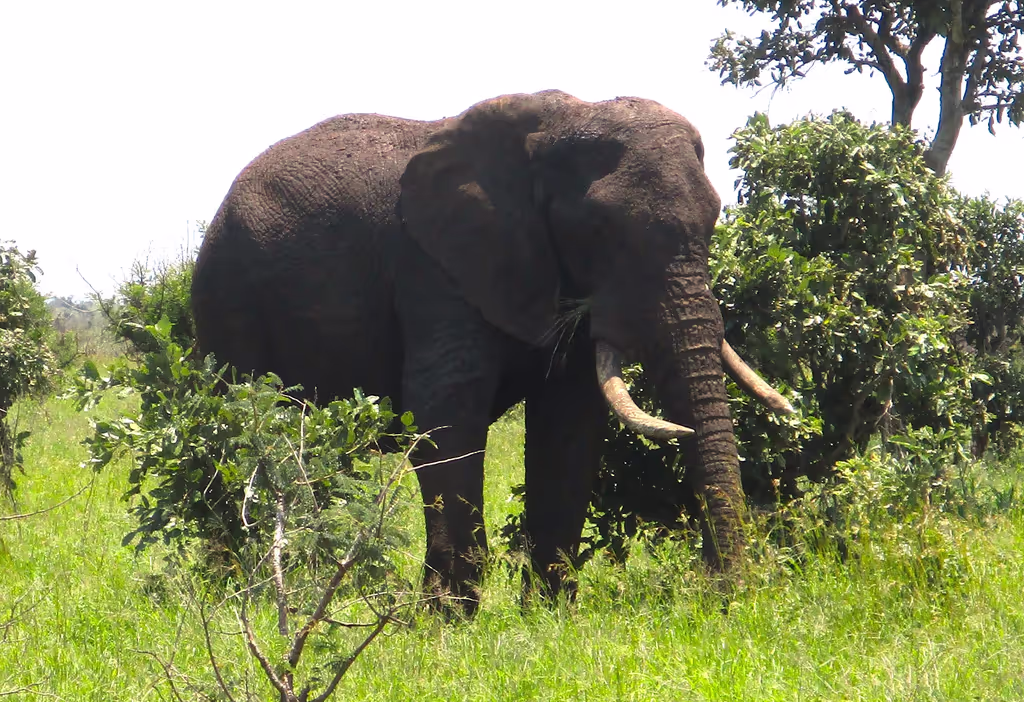 Johannesburg Private Tour - Elephant