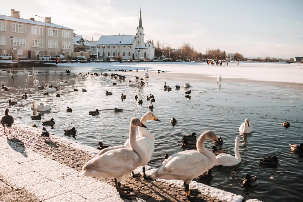 Reykjavik Private Tour - Tjornin pond