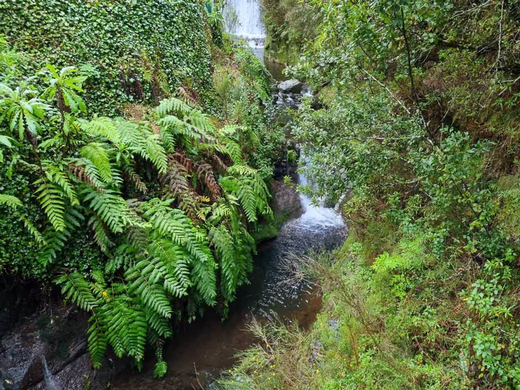 Madeira Private Tour - Ribeiro Frio