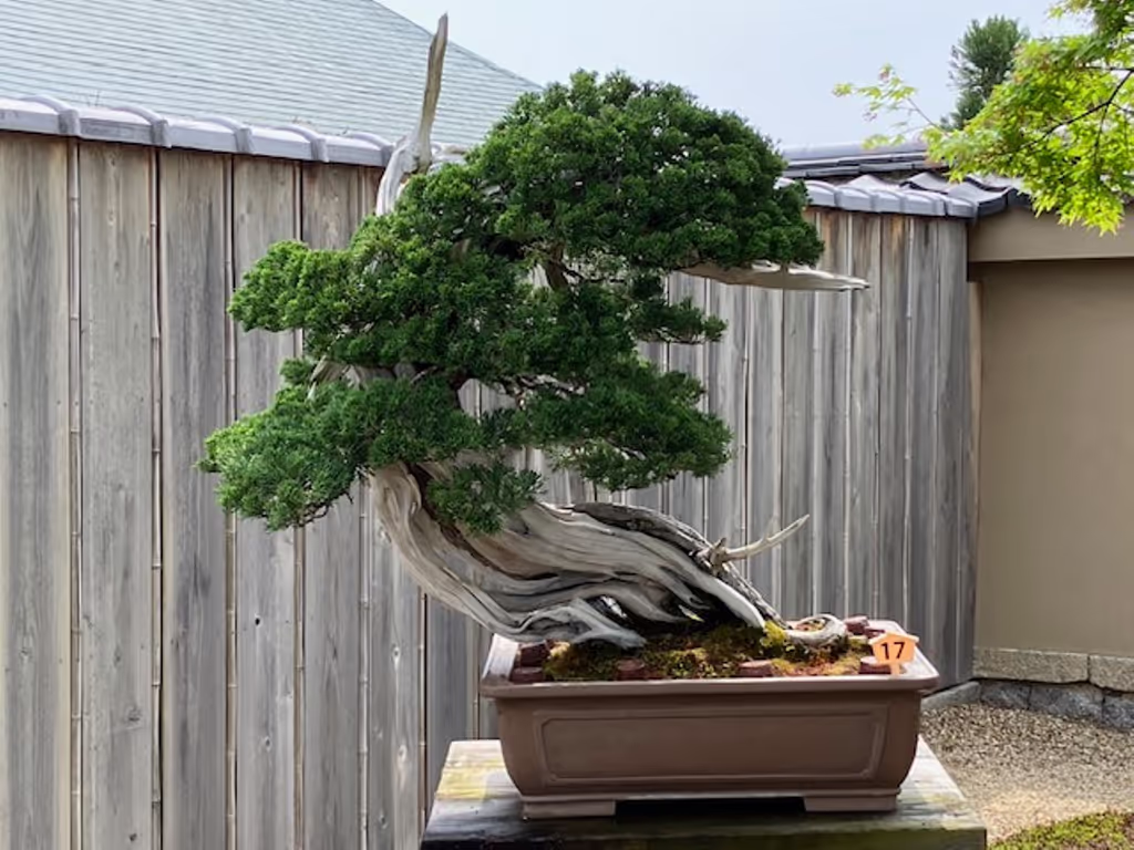 Kyoto Private Tour - Bonsai Work(2) at Houshunin