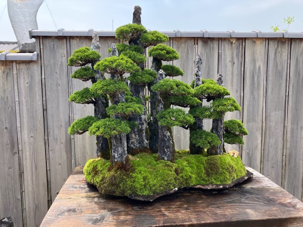 Kyoto Private Tour - Bonsai Work(1) at Houshunin