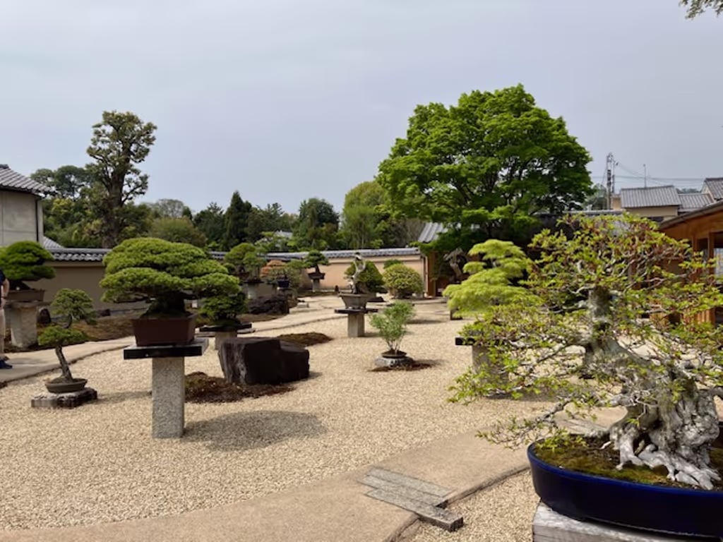 Kyoto Private Tour - Bonsai Garden at Houshunin
