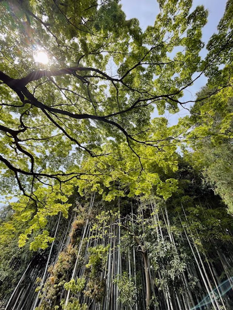 Kyoto Private Tour - Bomboo Bamboo Forest in the Daitokuji Temple