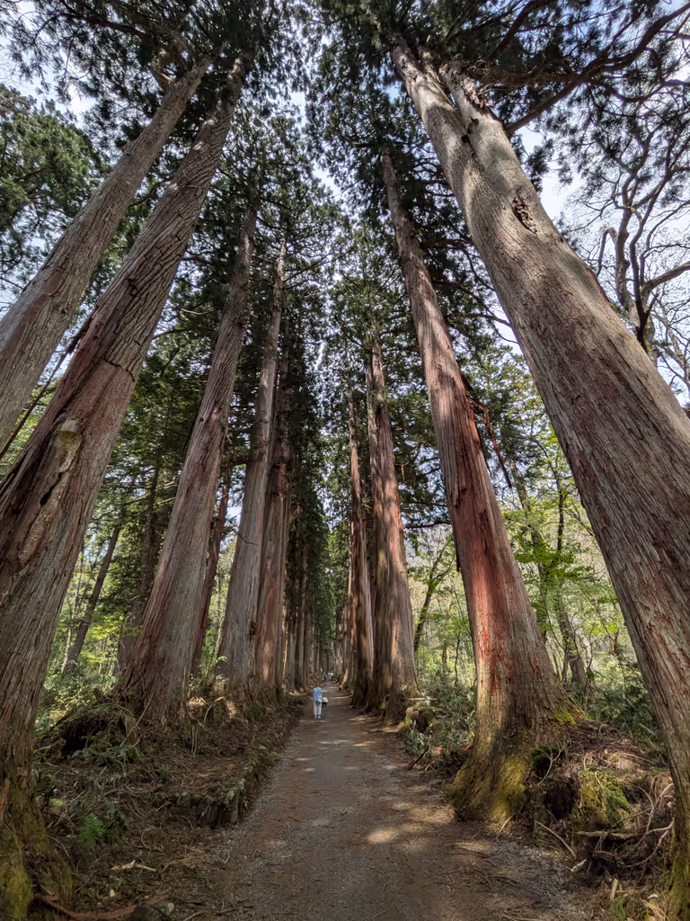 Nagano Private Tour - Cedar Avenue