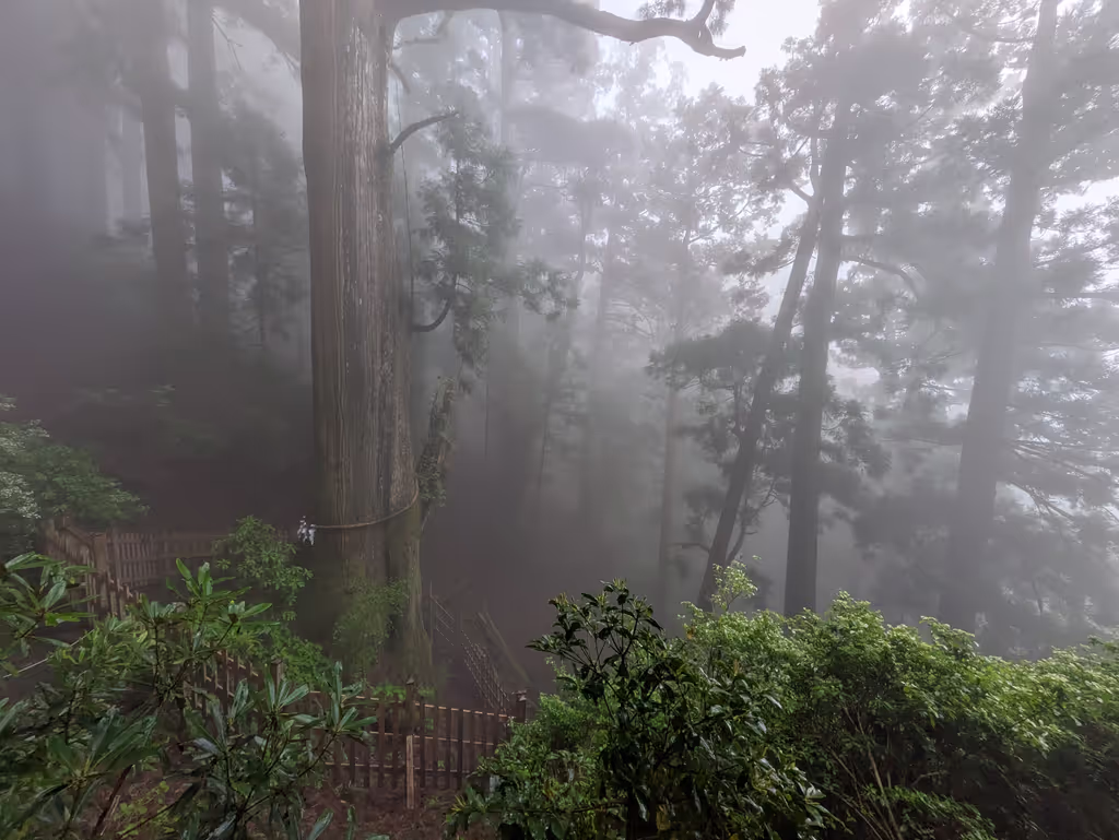 Nara Private Tour - Tamaki shrine