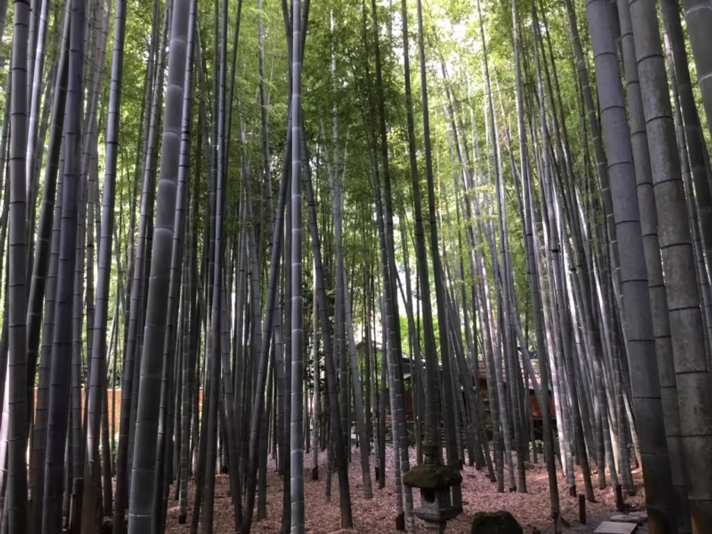 Kamakura Private Tour - Bamboo garden in Hokokuji temple