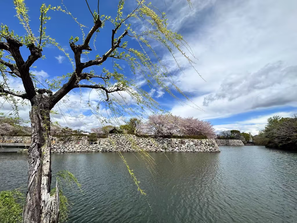Osaka Private Tour - A view of the moat through the Willow