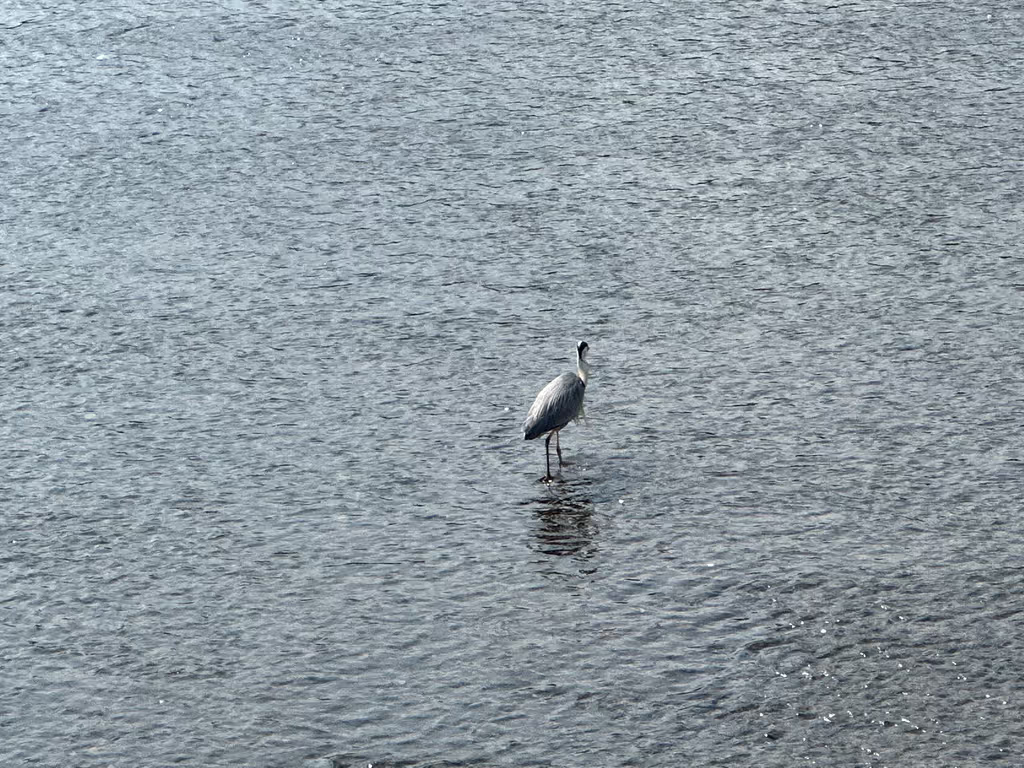 Kyoto Private Tour - white heron in the Katsura river