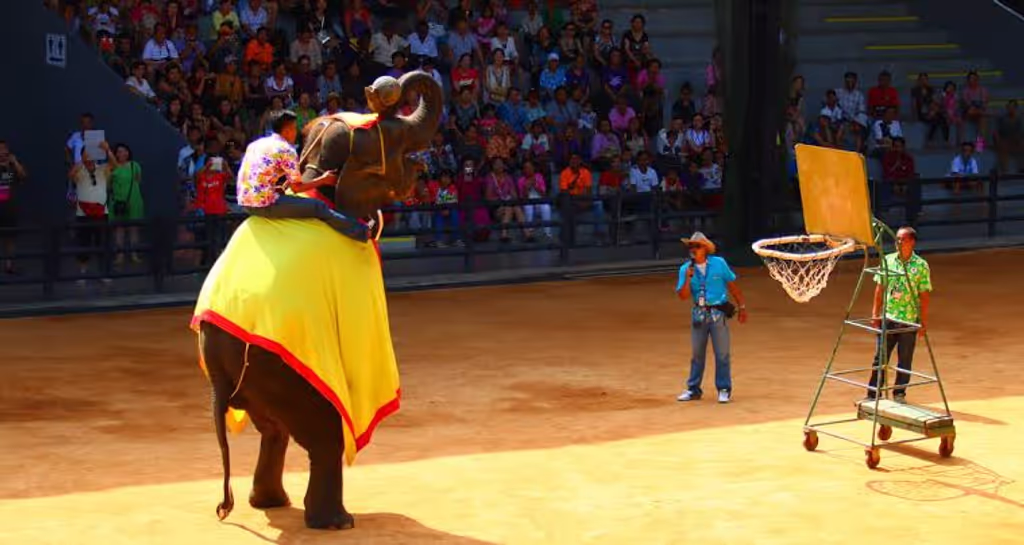 Bangkok Private Tour - Elephant show