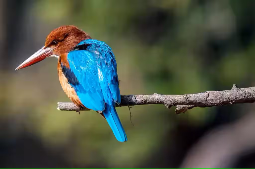 Udaipur Private Tour - KingFisher
