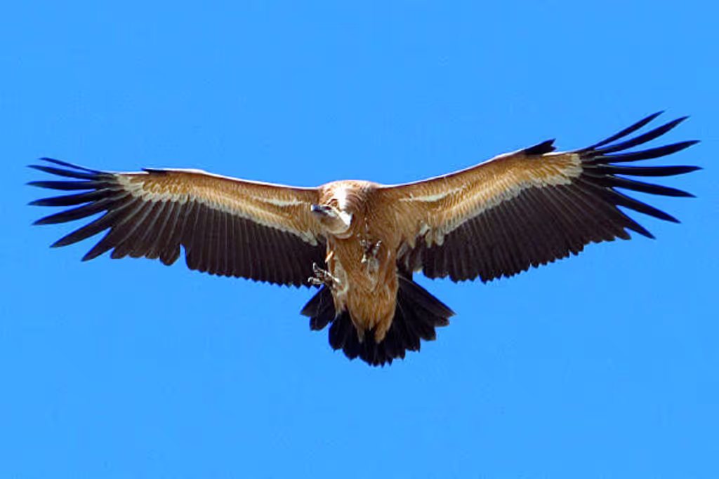 Udaipur Private Tour - Vulture