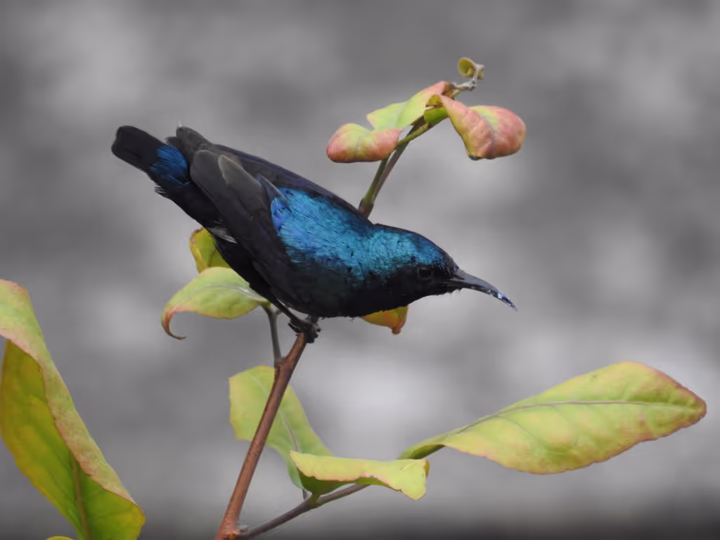 Udaipur Private Tour - Sunbird