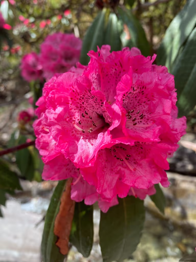 Rishikesh Private Tour - rhododendron