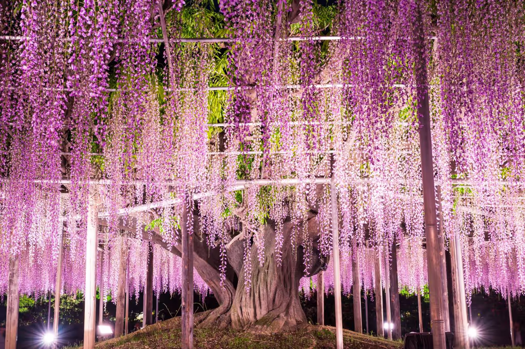Tochigi Private Tour - 